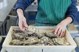 Cooley Rock Oysters