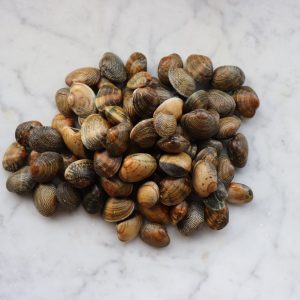 Surf Clams (Spisula Solida)1kg