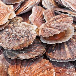 Live Irish Curragh Caught Scallops