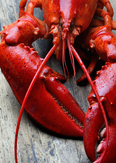 Christmas Eve Lobster Thermidor