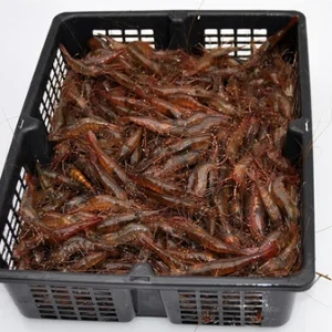 Live Wild Irish Shrimp (Palaemon Serratus) 500g