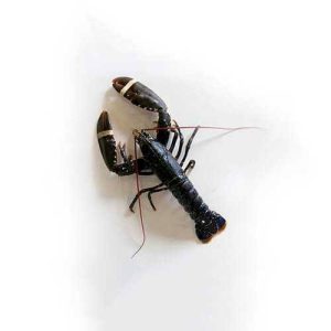 Whole Cooked Lambay  Lobster