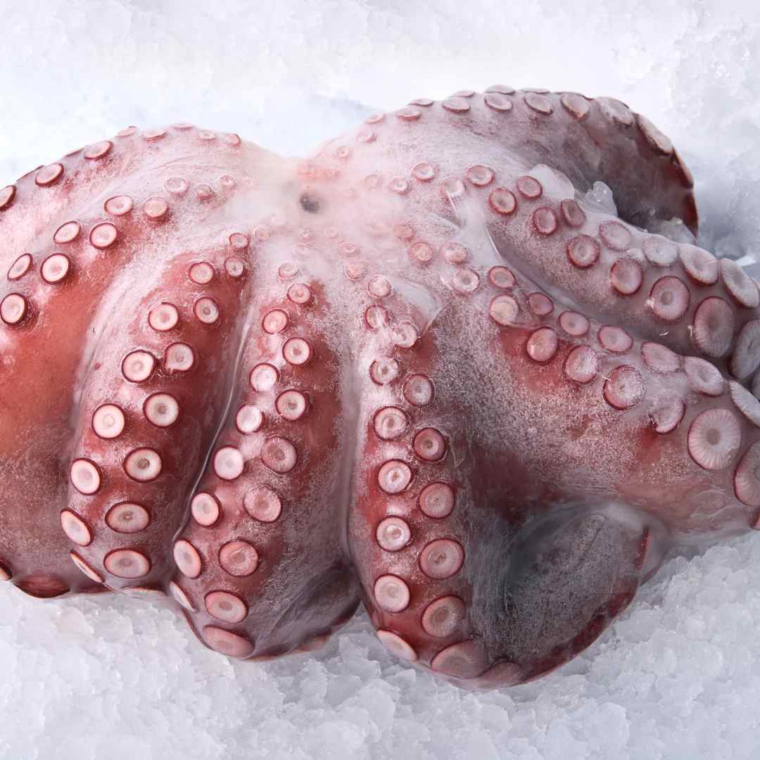 Whole Octopus